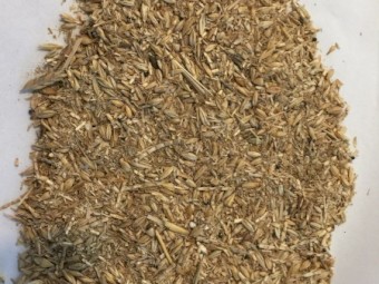 Cheap Protein - malt combings 28%pro 90%DM