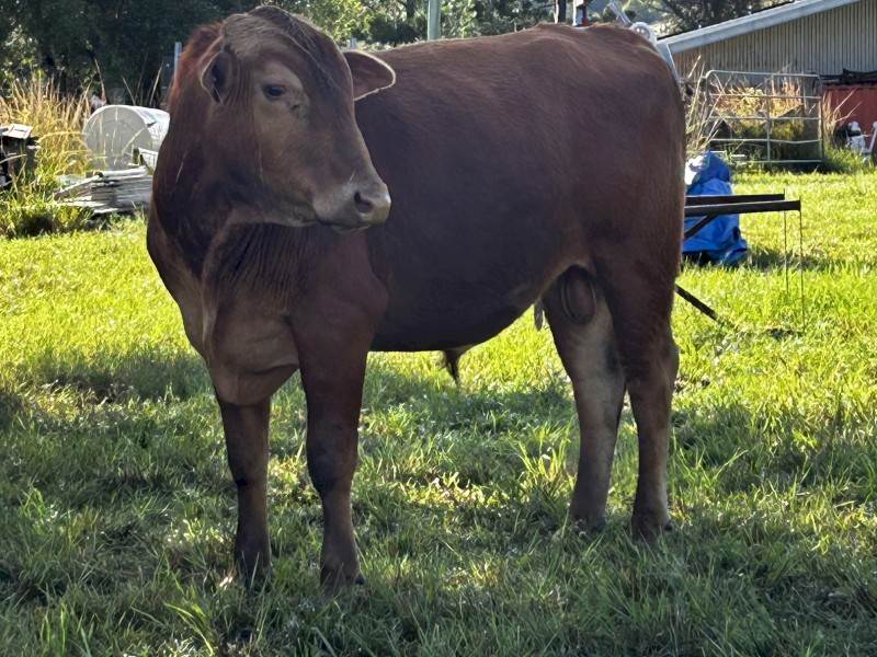 Young Senepol X bull