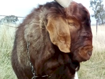 Boer buck for sire.