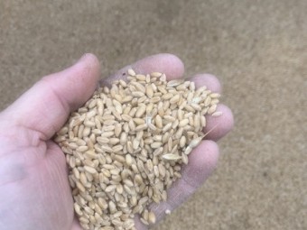 Wheat approx 22 tonnes 