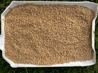 Wheat approx 22 tonnes 