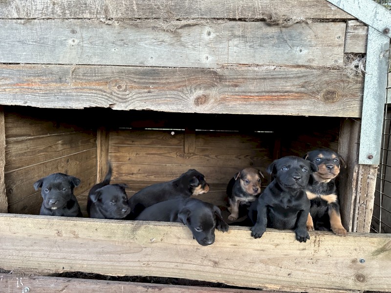 Working Dog Pups