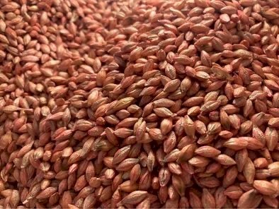 Spartacus Barley