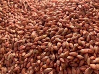 Spartacus Barley