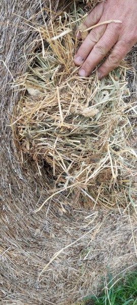 Trikkala Sub clover/ Rye grass Round Bales