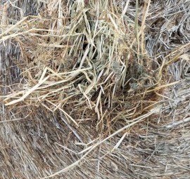 Trikkala Sub clover/ Rye grass Round Bales