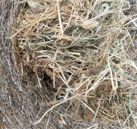Trikkala Sub clover/ Rye grass Round Bales