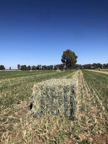 Pasture Hay Sprint Sudan X Hybrid 