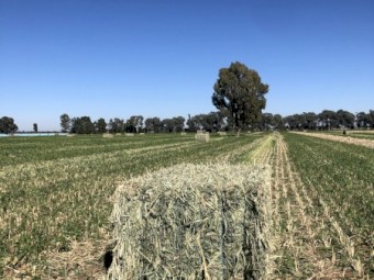 Pasture Hay Sprint Sudan X Hybrid 