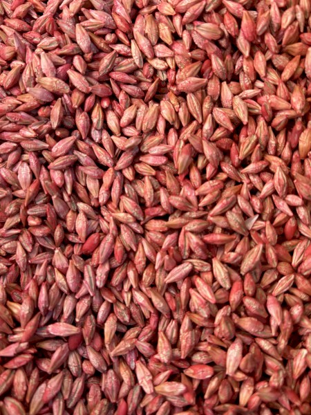 Planet Barley Planting Seed Treated : 4t in bulk bags on pallets ready to go.