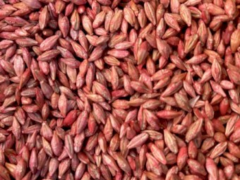 Planet Barley Planting Seed Treated : 4t in bulk bags on pallets ready to go.