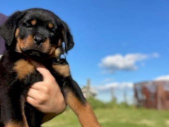 purebreed Rottwiler puppies for sale