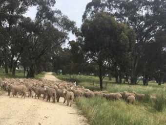 Merino Wethers top 18Um Woolgrowers. Weaners = 17Um