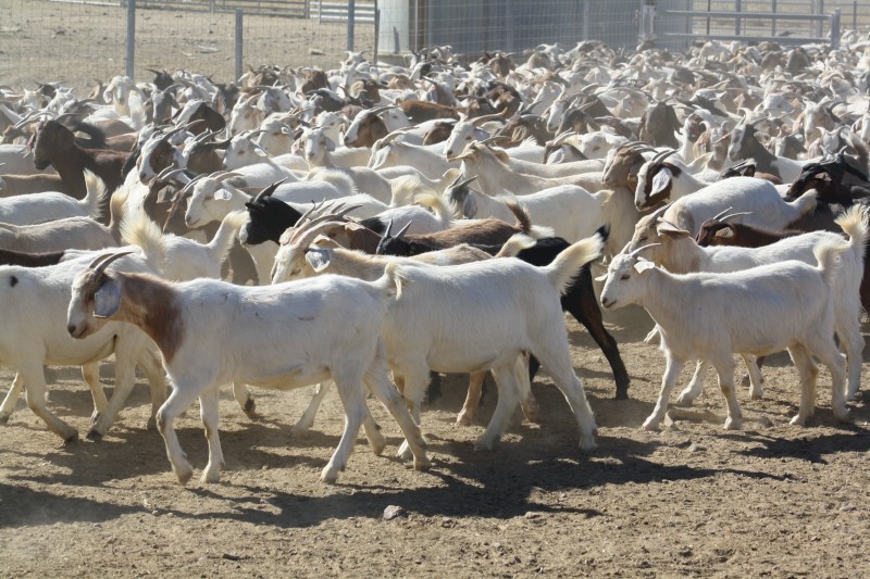 For Sale Station mated Boer Cross Does