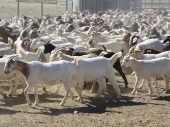 For Sale Station mated Boer Cross Does