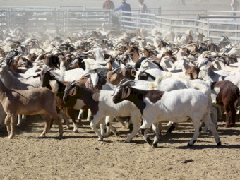 For Sale Station mated Boer Cross Does