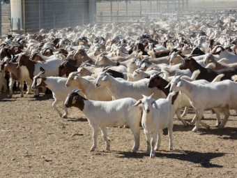 For Sale Station mated Boer Cross Does