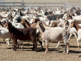 For Sale Station mated Boer Cross Does