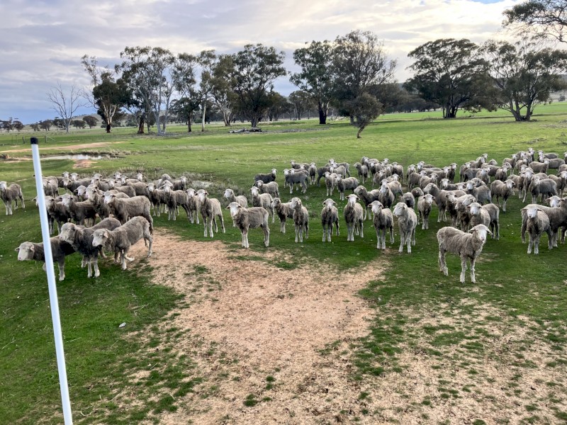 Merino Wethers top 18Um Woolgrowers. Weaners = 17Um