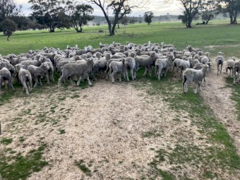 Merino Wethers top 18Um Woolgrowers. Weaners = 17Um
