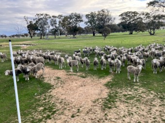 Merino Wethers top 18Um Woolgrowers. Weaners = 17Um