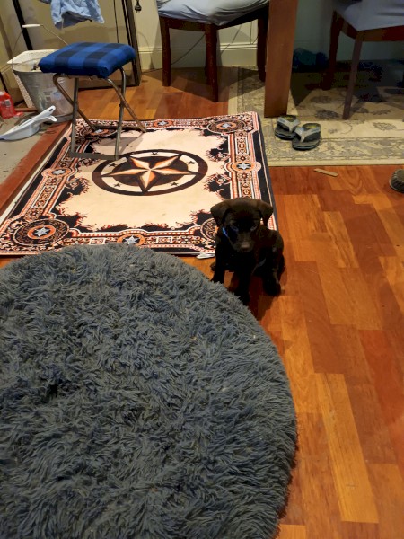 Working dog bloodlines