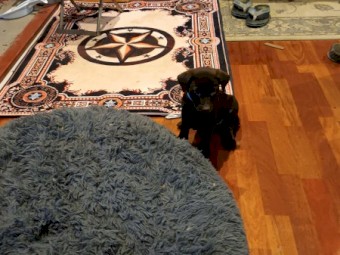 Working dog bloodlines