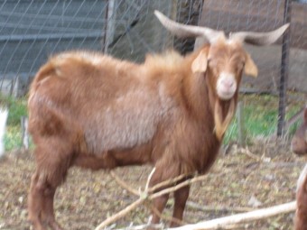 Large Male Buck Goat Brown colour 5 to 6 years of age.
