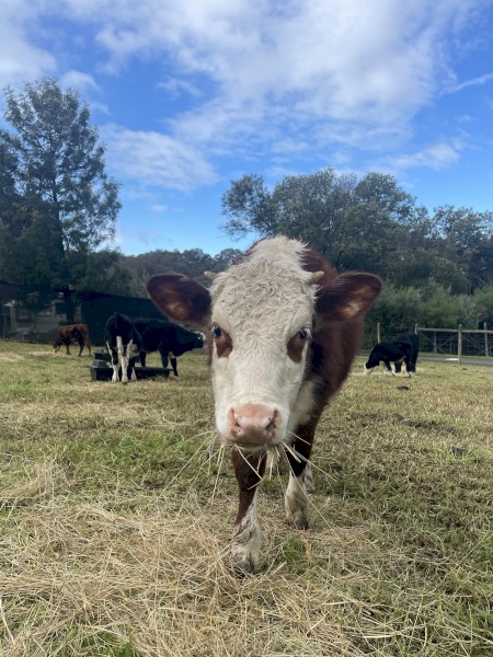 Hereford cross calves