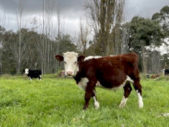 Hereford cross calves