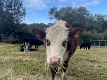 Hereford cross calves