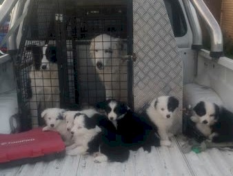 Border Collie Puppies