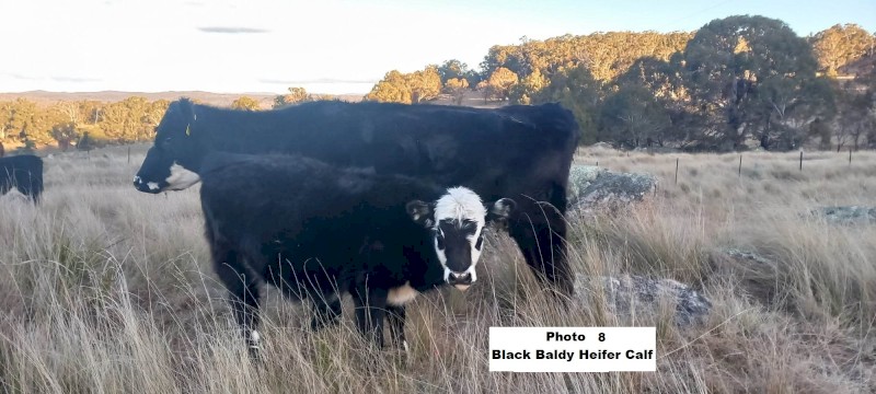 ONO 8 calves 7 month old, 7 steers & 1 heifer