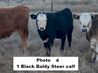 ONO 8 calves 7 month old, 7 steers & 1 heifer