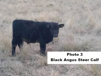 ONO 8 calves 7 month old, 7 steers & 1 heifer