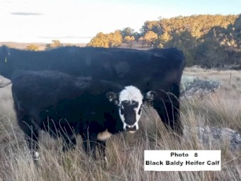 ONO 8 calves 7 month old, 7 steers & 1 heifer