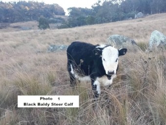 ONO 8 calves 7 month old, 7 steers & 1 heifer