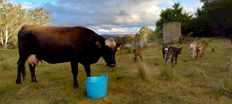 1 Jersey Cow in calf ONO Open to reassemble offers