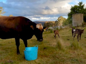 1 Jersey Cow in calf ONO Open to reassemble offers