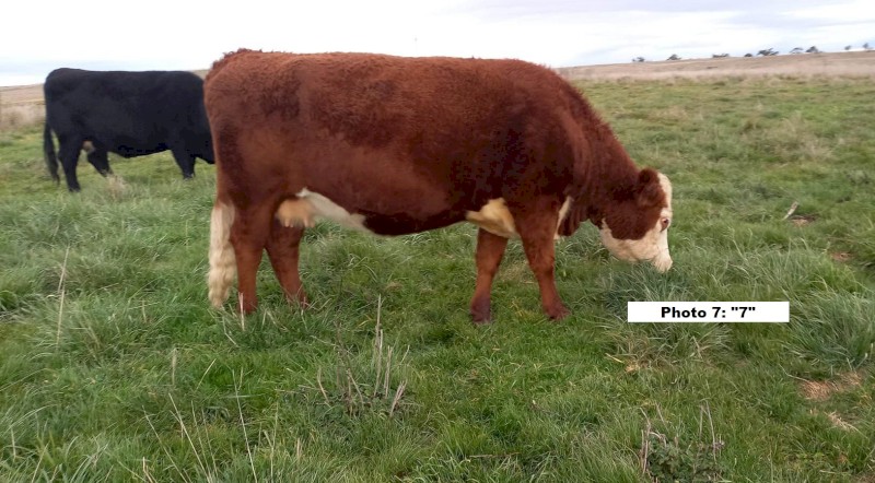 ONO 6 mix cows in calf for sale. Ideal starter herd! Open to reassemble offers.