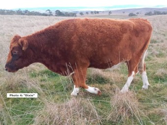 ONO 6 mix cows in calf for sale. Ideal starter herd! Open to reassemble offers.