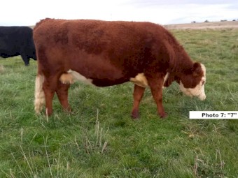 ONO 6 mix cows in calf for sale. Ideal starter herd! Open to reassemble offers.