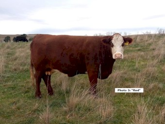 ONO 6 mix cows in calf for sale. Ideal starter herd! Open to reassemble offers.