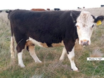 ONO 6 mix cows in calf for sale. Ideal starter herd! Open to reassemble offers.