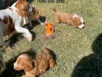 Cavapoo puppies for sale