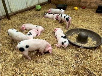 8 Pedigree Gloucestershire Old Spot Breeding, Growing Weaners, Gilts, Boars
