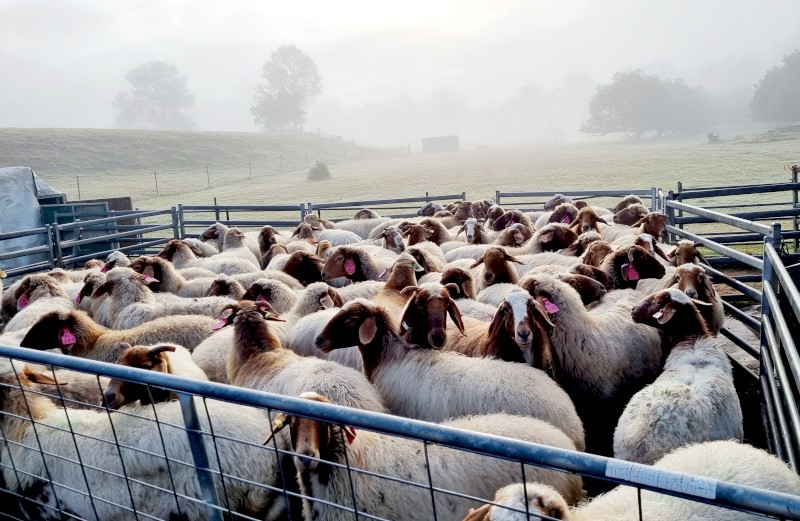 Awassi Milking Ewes for sale