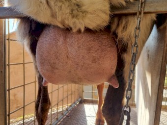 Awassi Milking Ewes for sale