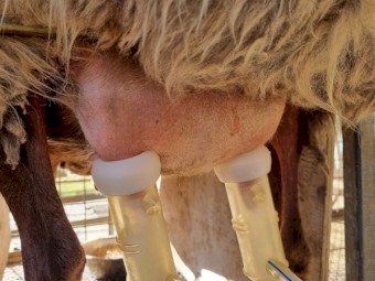 Awassi Milking Ewes for sale