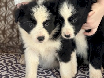Pure Bred Border Collies